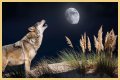 Howl at the moon