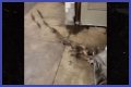 Rats Run Out From Under Homeless Person's Blanket on NYC Subway Platform