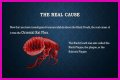 What Really Caused the Black Death: Anthrax or Celestial Bodies?