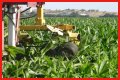 Why do farmers cut the tassels off corn?